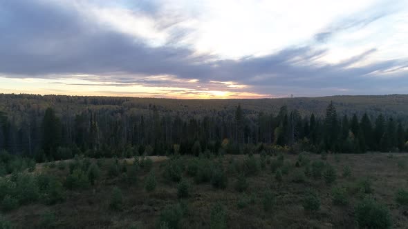 Bird's eye view of forest at evening sunset