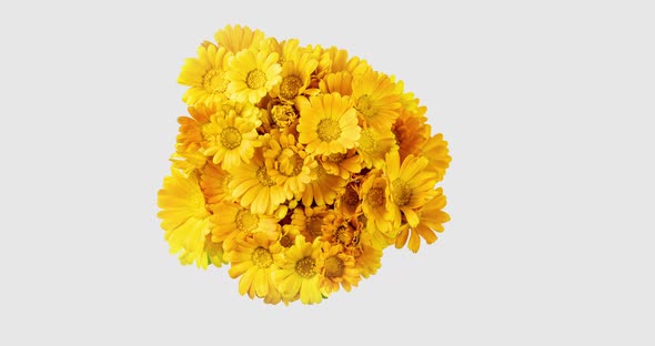 Timelapse of Calendula Flowers Blooming on White Background.