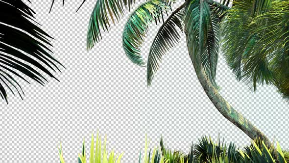 Palm Tree With Alpha Channel alt