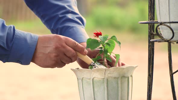 Closeup of Male Hands Planting a Flower on a Flower Bed in a Pot