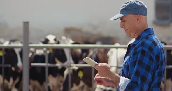 Farmer Using Digital Tablet While Looking at Cows