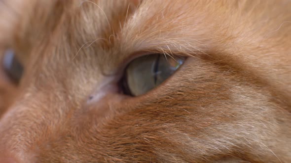 Slow motion macro shot of a ginger cat's eye