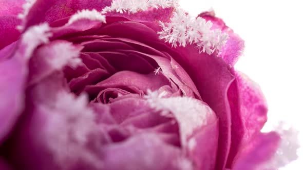 Time Lapse of the Rose Freezing Ice Crystals Grow on the Rose in the Cold