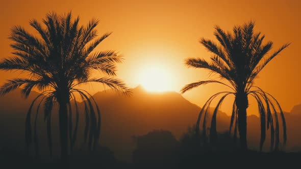 Palm Tree at Sunset. Silhouette of Exotic Palm Tree on a Background of Sun and Mountains