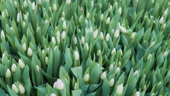 Growing White Tulips for Sale in Flower Shops