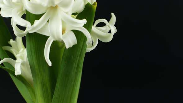 Rotation of a spring flower on a black background. White hyacinth flower rotates 360