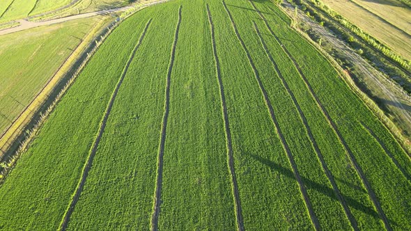 aerial view of green fields