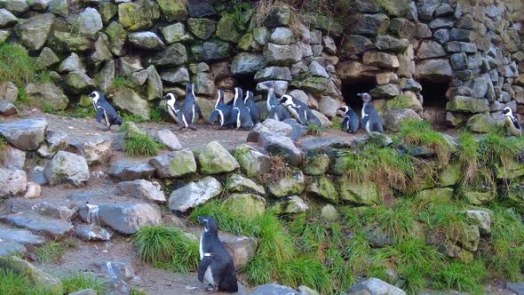 Cute Jackass Penguin In Their Habitat At The Burgers' Zoo Park In Arnhem, Netherlands. Static