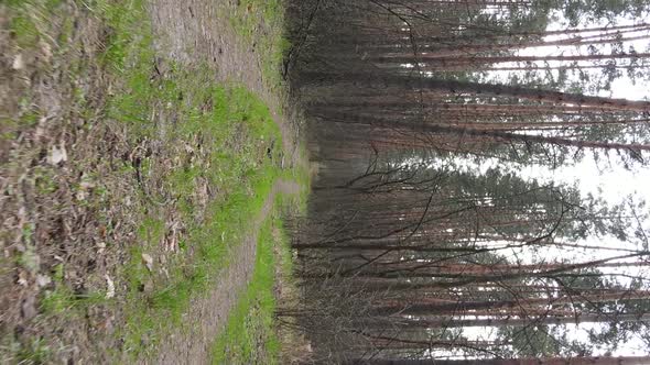 Vertical Video of a Road in the Forest Slow Motion