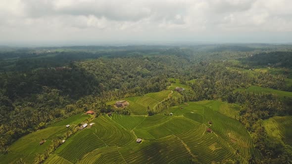 Landscape with Rice Terrace Field Bali Indonesia
