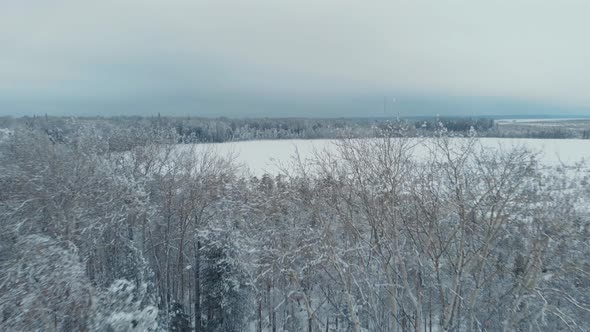 Flying a Drone Over the Frozen Trees in the Snow of a Taiga Area Touching the Treetops