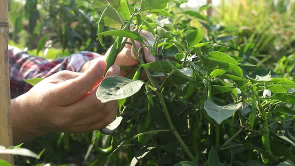 Asian farmers practice modern agriculture, growing organic peppers on roofs in urban buildings.