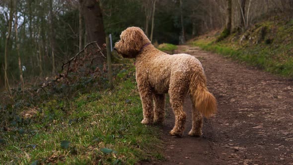 A goldendoodle breed dog exploring a forest