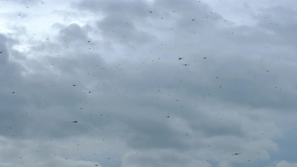 Flock of Dragonflies Flying at Cloudy Sky