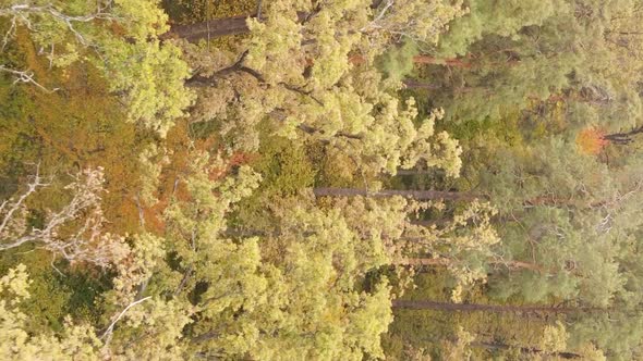 Vertical Video of a Forest Landscape on an Autumn Day in Ukraine