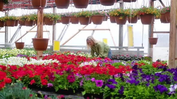 Gardener in greenhouse holding flowers in pot puts plant on shelf.