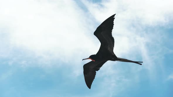 magnificent frigatebird flying in the galalagos islands