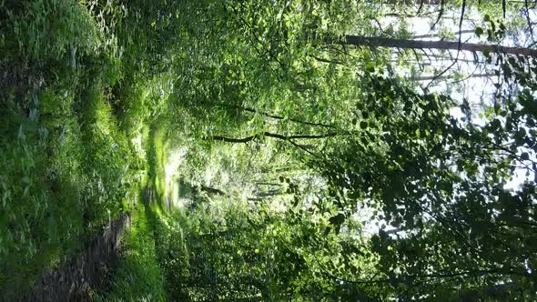 Vertical Video Aerial View Inside a Green Forest with Trees in Summer