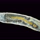 Larva of soil gnats, Sciaridae family under microscope - VideoHive Item for Sale