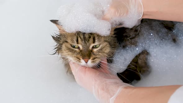 Portrait of a fluffy cat with foam in a white bath. Grooming procedure