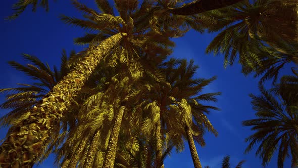 Tropical Palm Trees From Below