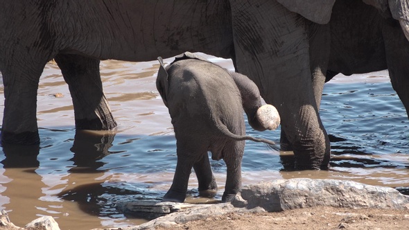 Family of elephants walking at watering place.