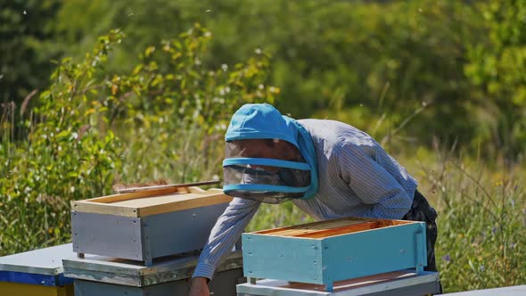 Beekeeper on the apiary. Apiarist examining bees on green nature background.