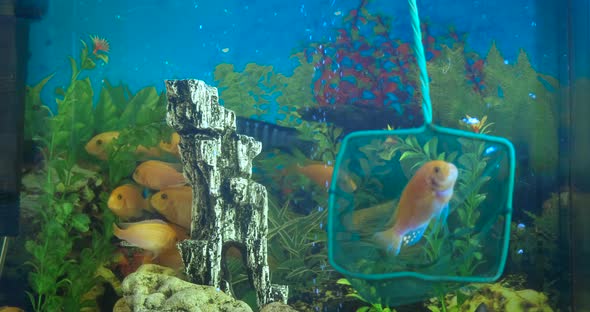 Catch Fish in Aquarium