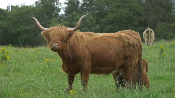 Highland cow with calf on a pasture