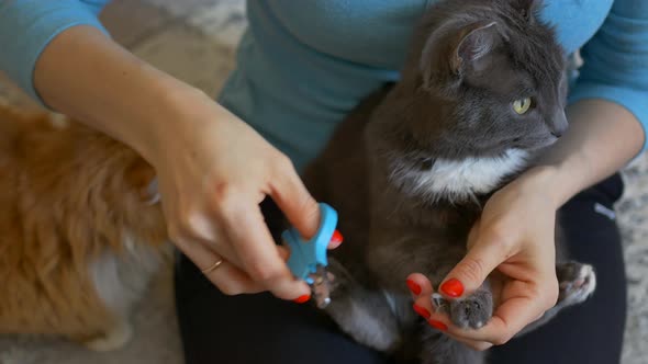 Pet Grooming Clipping Close Up