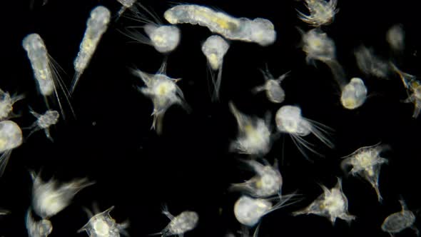 Black Sea Plankton and Zooplankton Under a Microscope, the Diversity of Species