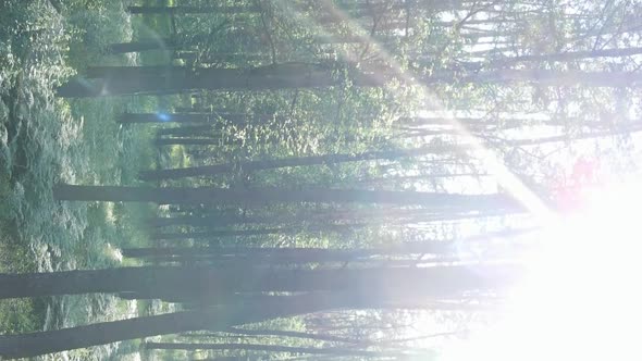 Vertical Video Aerial View Inside a Green Forest with Trees in Summer