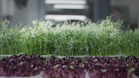 Organic Farm Young Juicy Micro Green with Water Drops on Stems in Containers Grown in Modern