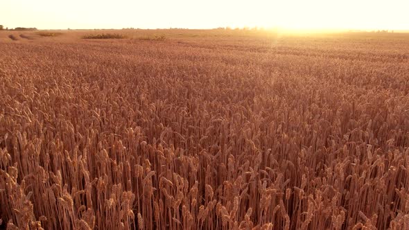 View on Wheat Harvest in the Evening