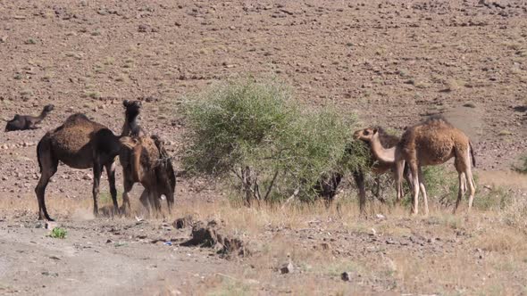 Herd of dromedary camels around a bush