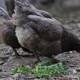 Two gray dominant chicken. Side view. Farm chickens looking for food - VideoHive Item for Sale