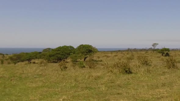 Eastern Cape landscape with an ocean view.