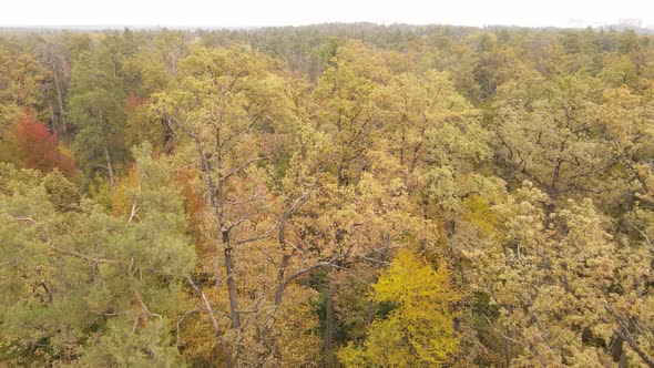 Forest with Trees in an Autumn Day