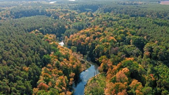 Aerial view of small river and forest in sunny day