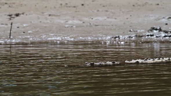 Costa Rica American Crocodile (crocodylus acutus) Swimming and Moving in a River in the Water, Boca