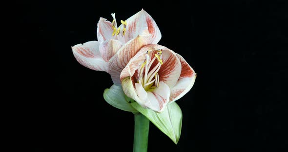 Time-lapse of Growing, Opening and Rotating White Amaryllis Matterhorn Christmas Flower 1C2 Isolated