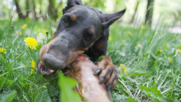 Doberman Pinscher Happily Chews on the Hoof That Was Given To Him After Training