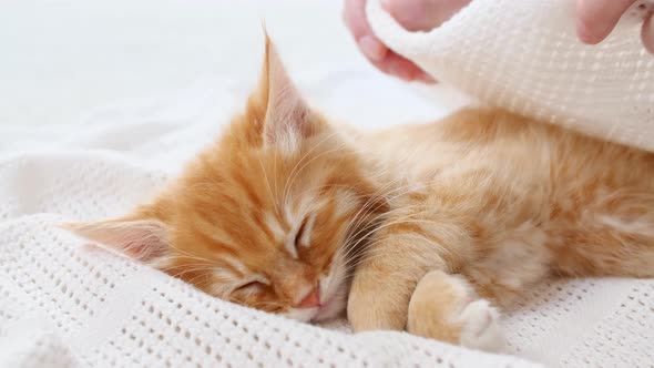 Striped Ginger Kitten Sleeping on a Fur White Blanket