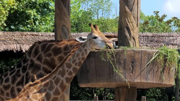 Two Giraffes Eating Grass in a Zoo. Giraffes in Safari Park, Beautiful Giraffes in the Zoo