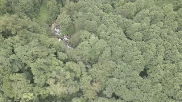 Mtirala National Park from drone, Adjara, Georgia. Flying over subtropical mountain forest