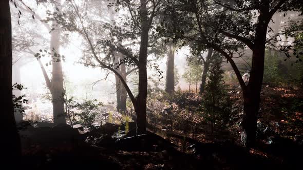 Sunbeams Entering Forest on a Misty Autumnal Morning