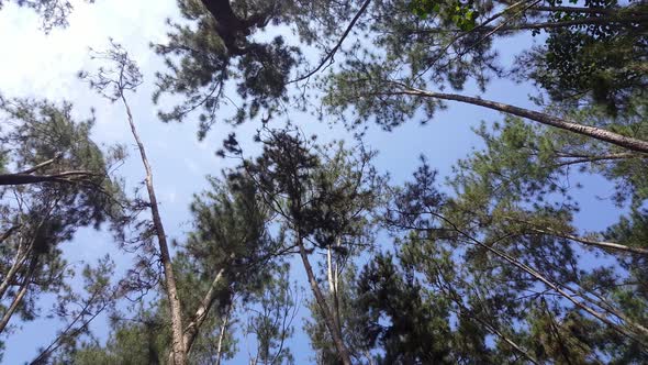 Pine forest in Kulim.