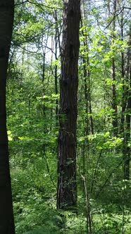 Vertical Video of a Summer Green Forest with Trees During the Day Slow Motion