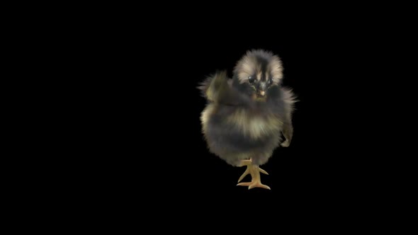 11 Baby Chicks Dancing HD