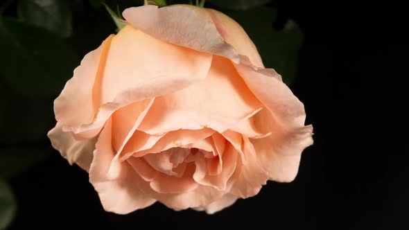 Tender Cream Rose Blooming in Time Lapse. Pink Flower Moving Petals